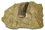 Fossil Dromaeosaurid Theropod Tooth in Situ - Wyoming #379762-1